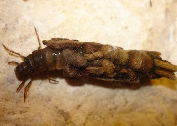 Köcherfliege (Trichoptera) - © Johannes Gepp